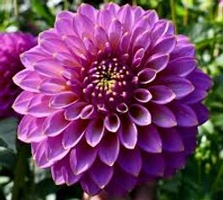 Георгин Skipley spot of gold