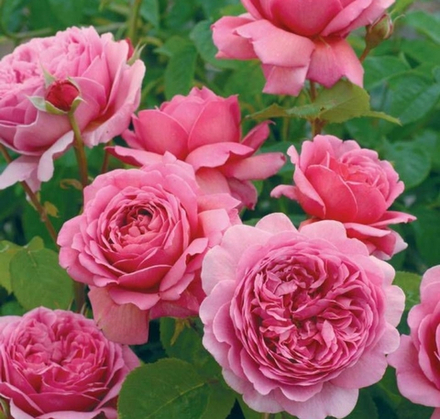 PRINCESS ALEXANDRA OF KENT (Принцесс Александра оф Kент)