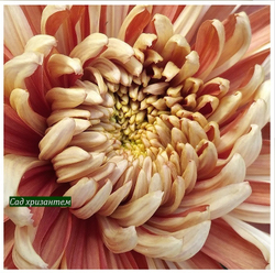 Хризантема одноголовая Золотое руно ☘ о.42 (доставка весна 2026г)