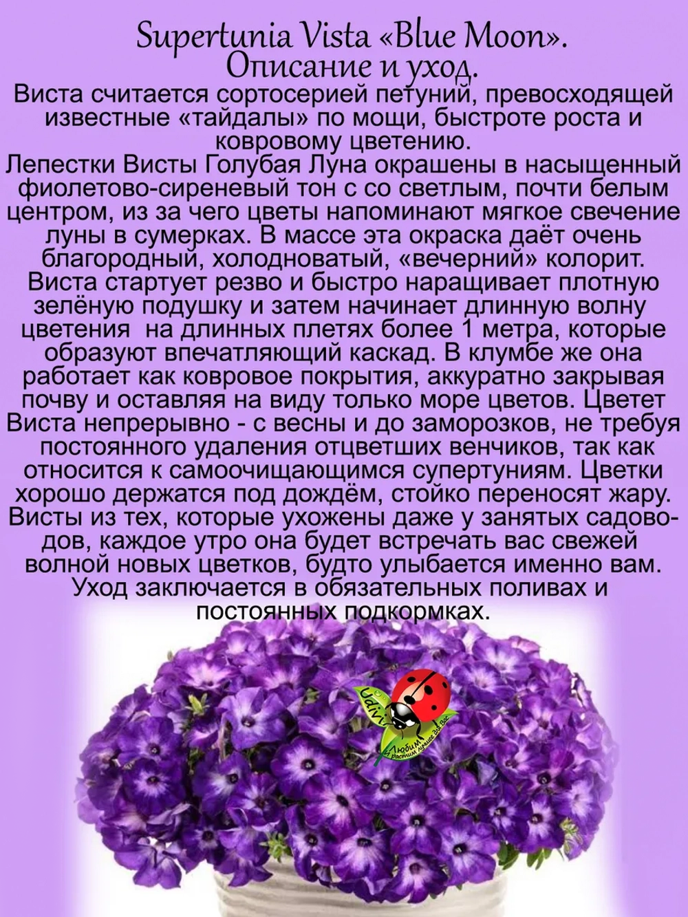 Петуния Виста "Голубая луна" супертуния Блу Моон