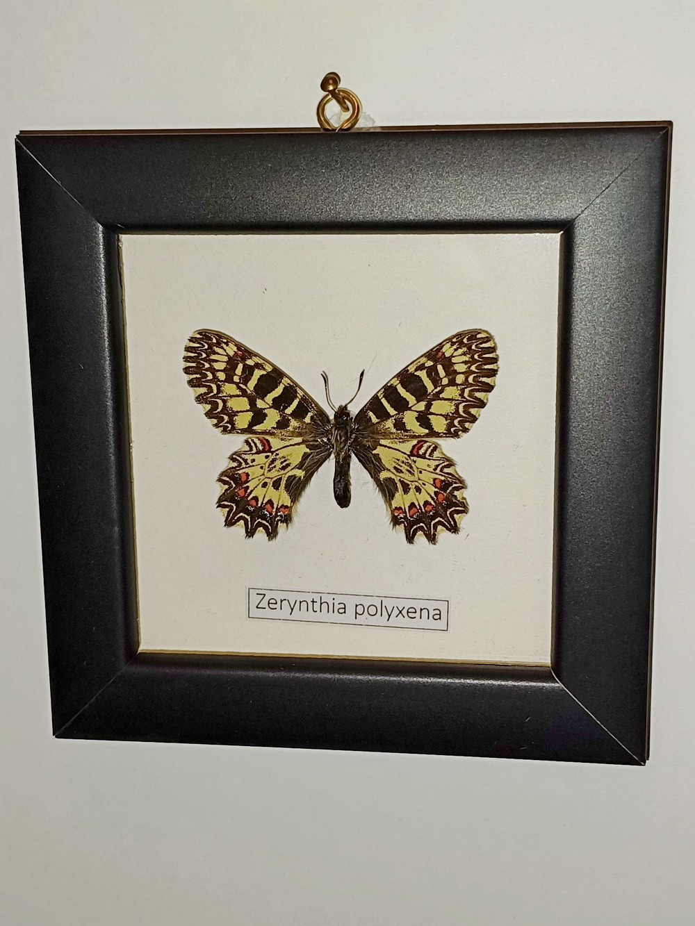 Поликсена в рамке