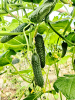 Кардинал F1 семена огурца партенокарпического ( Yuksel Tohum / )