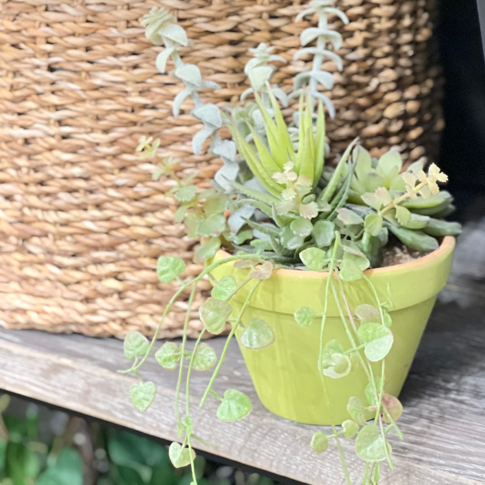 Кактус в ассортименте