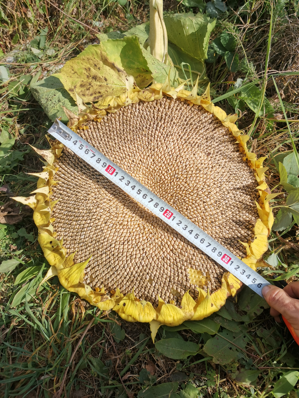 Подсолнечник - Exhibition Giant - Гигант Выставочный