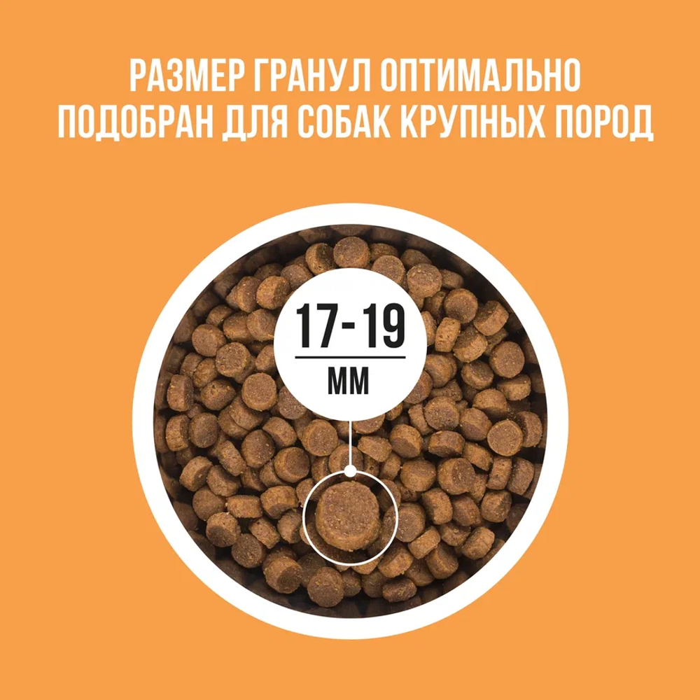Сухой корм Bowl Wow для собак крупных пород, с индейкой, курицей, рисом и тыквой - 2 кг