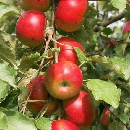 Яблоня колоновидная Останкино (2-летняя) п/карл.подвой ОКС