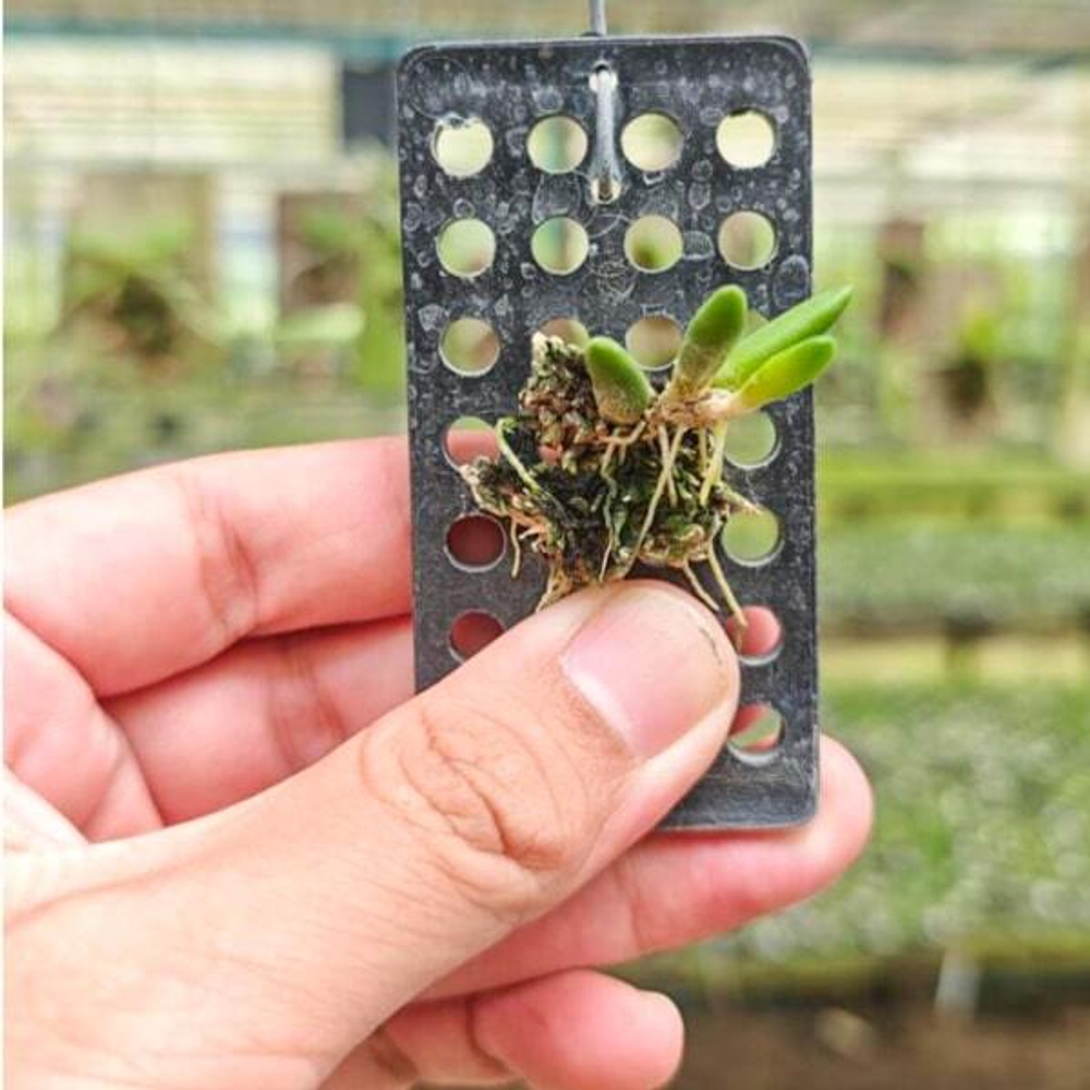 Орхидея DENDROBIUM LICHENASTRUM