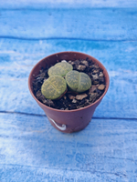 Lithops sp. (Литопсы)