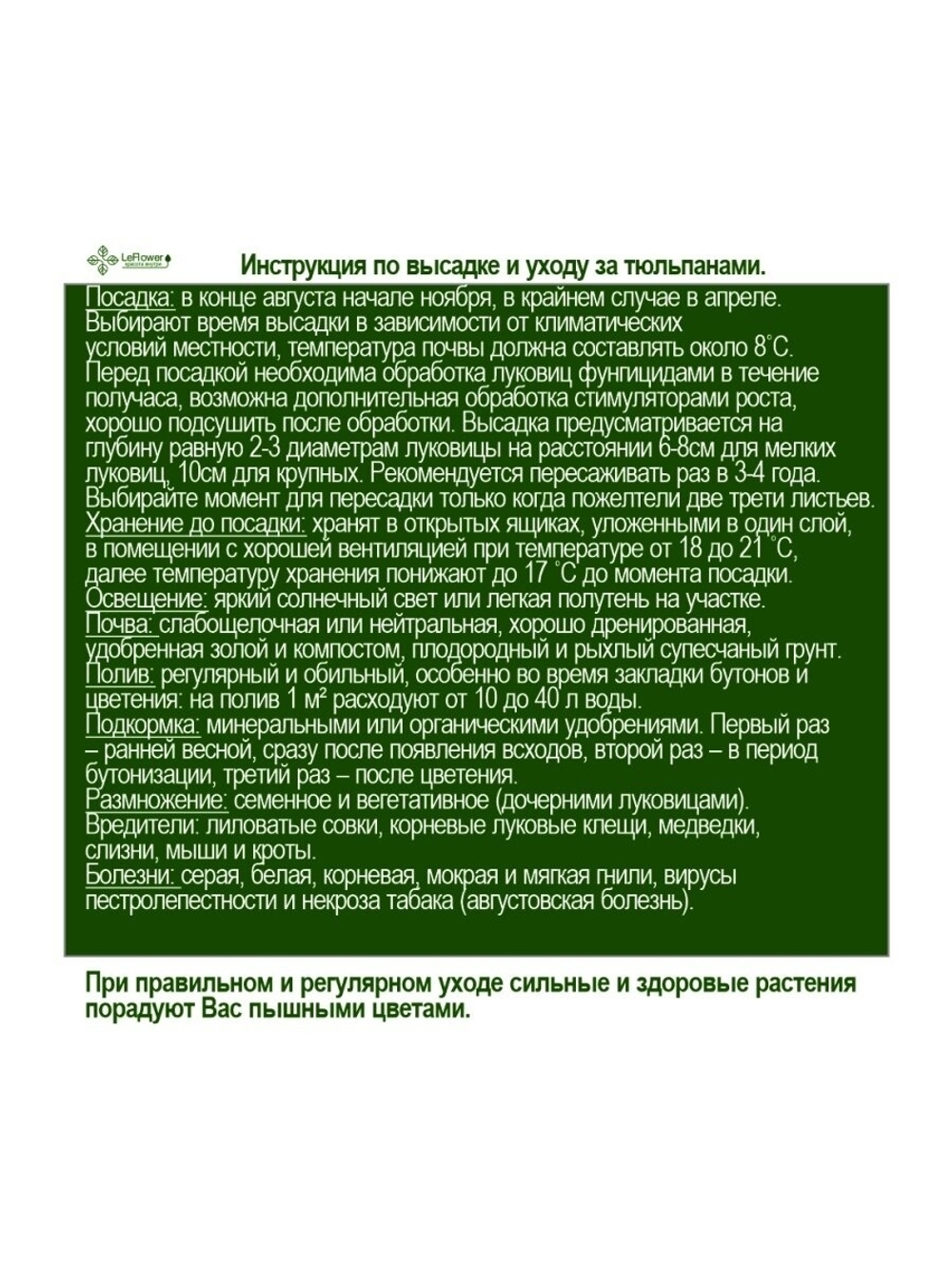 Луковичные цветы Тюльпан Лалибела 5 шт.