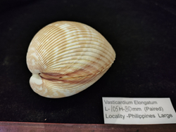 Кардиум Элонгатум "95-110мм" парный