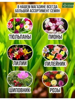 Луковичный цветок калла, 2 шт. Голландия