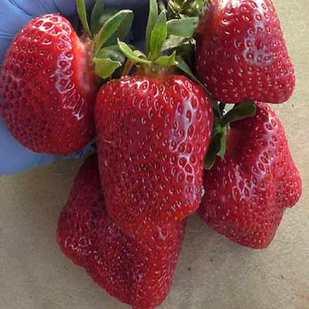 Земляника садовая ранняя Ариана