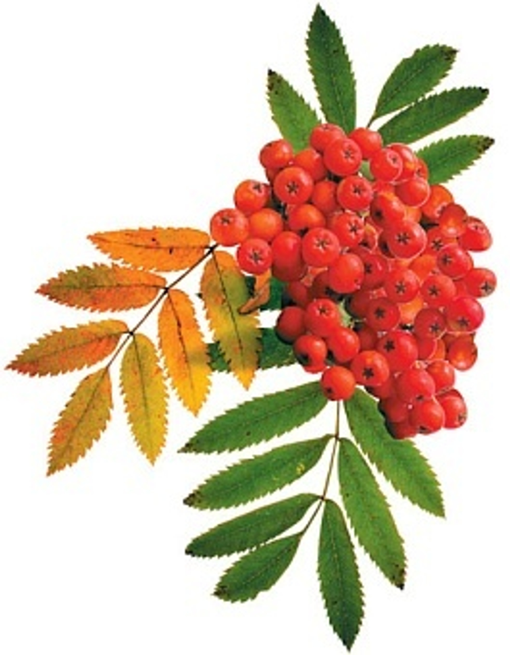 Украшение на скотче Осенний набор Рябина 25*25 см. 10 шт.