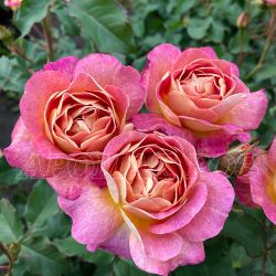 Приер Де Сан Косм (Prieure De St Cosme)