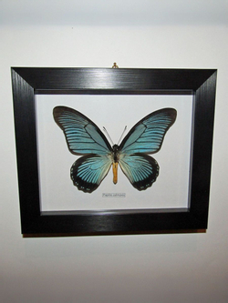Бабочка Papilio zalmoxis в рамке