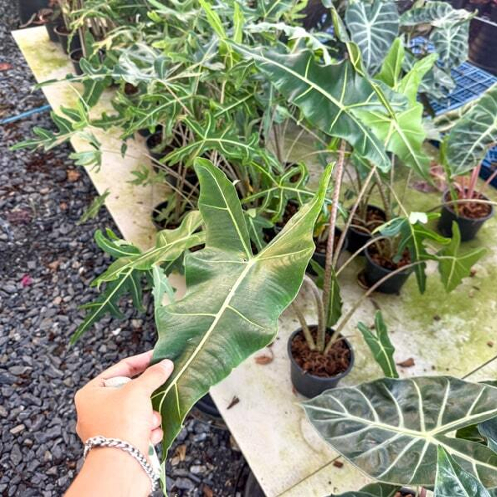 Алоказия SARIAN