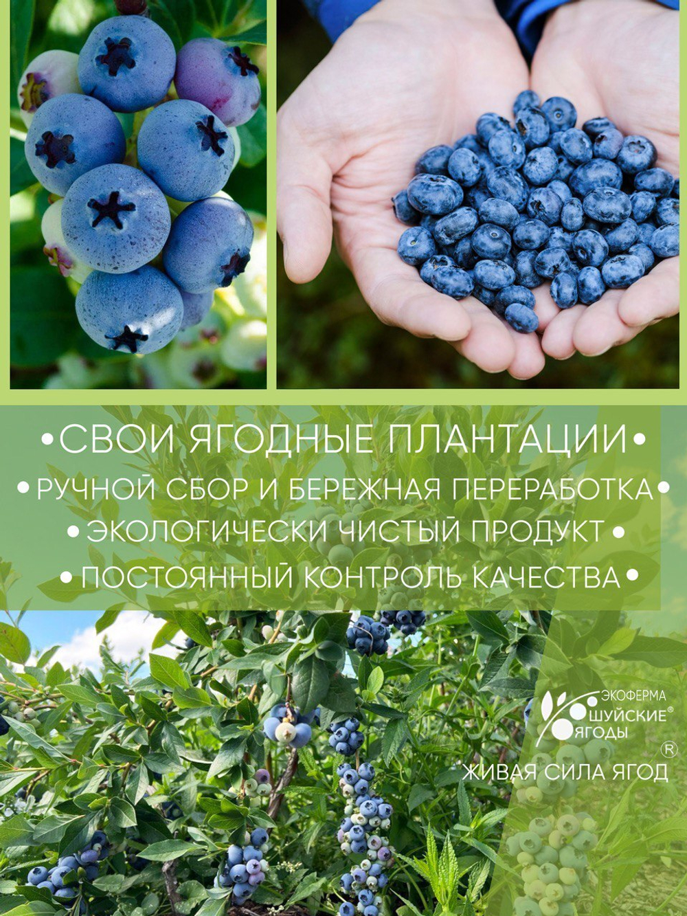 Томленые ягоды голубики, 280 г