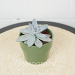 Пахиверия Экзотика d8