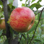 Яблоня летняя Медуница (3-летняя) п/карл.подвой ЗКС