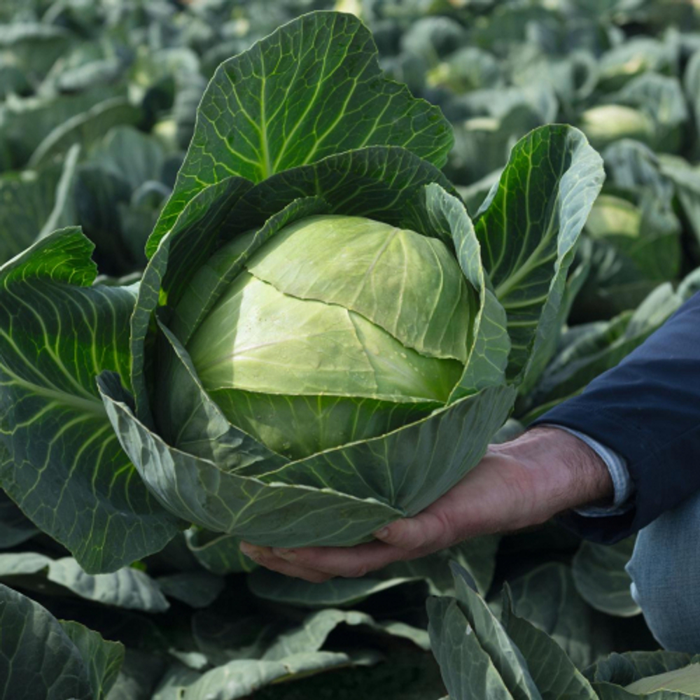 Капуста б/к Амазон F1 (100шт) Витагрин Профи