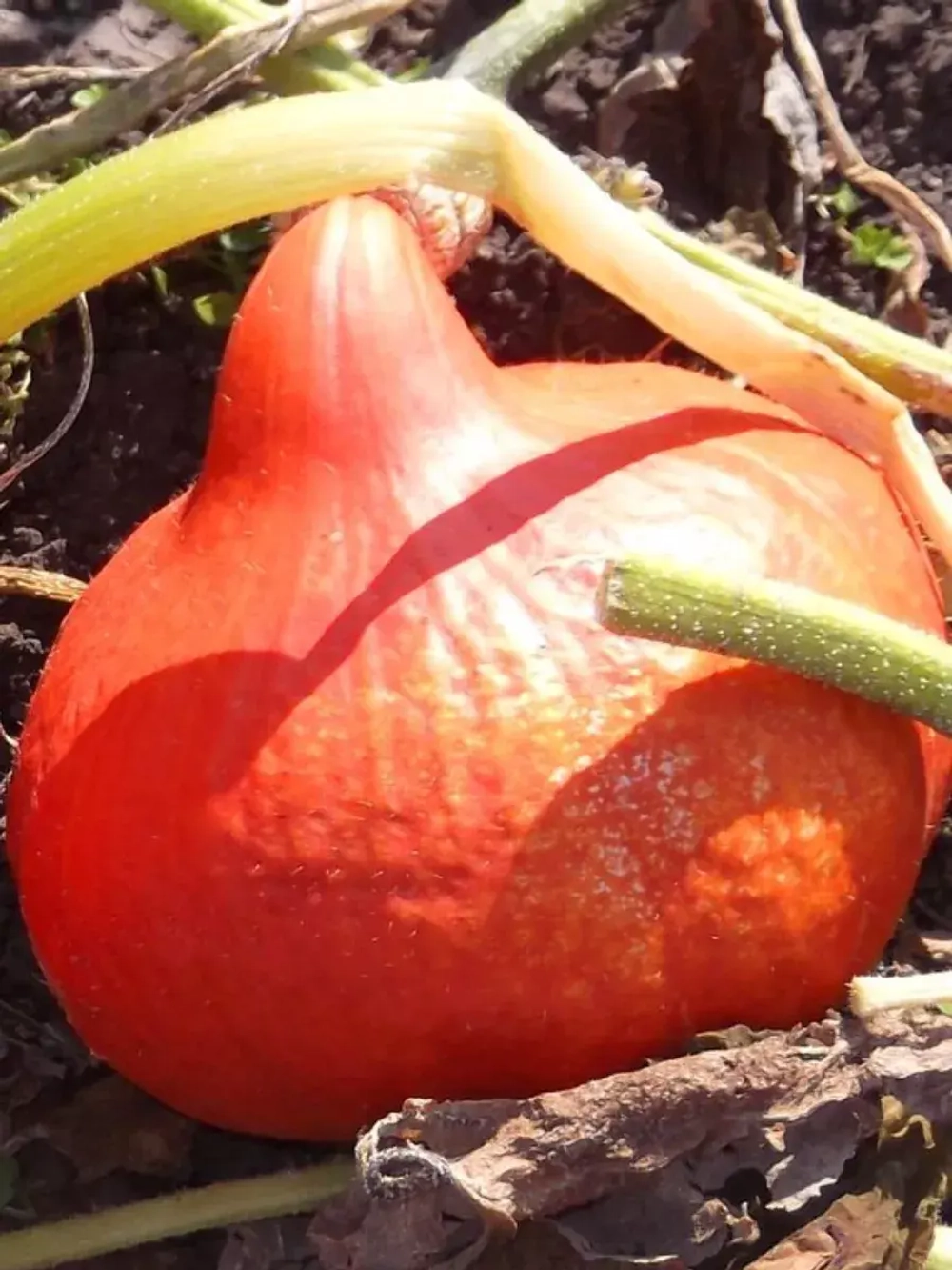 Семена Тыква китайская Фонарик