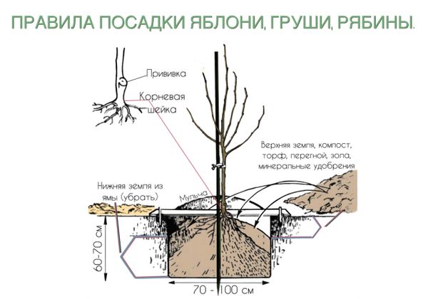 Посадка яблони и груши с открытой корневой системой: пошаговая инструкция от наших агрономов