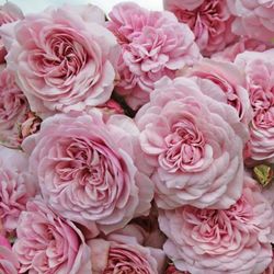 Свит Антик (Sweet Antike)