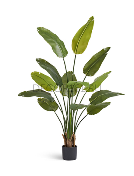 Стрелиция New Style зелёная в-160 см (13 листов)(Sensitive Botanic) c UV-защитой 4/4 10.072435N/UVG