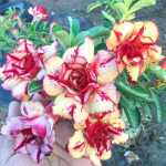 Адениум PRAGAI THONG