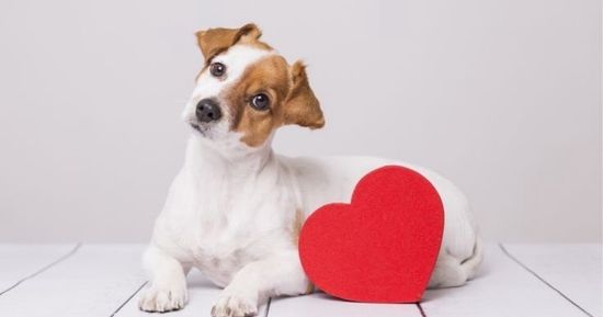 5 способов сказать питомцу о любви