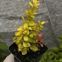 Барбарис "Саммер Роуз Глоу"