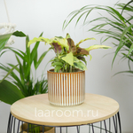 Калатея Фьюжн Еллоу 10/20