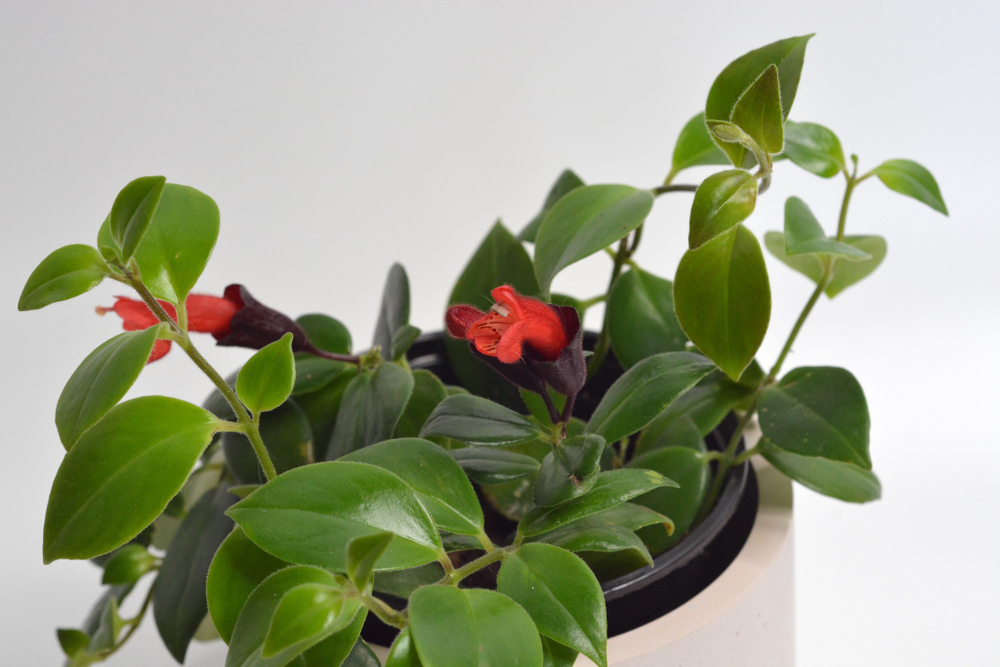 Эсхинатус Мона Лиза / Aeschynanthus Mona Liza