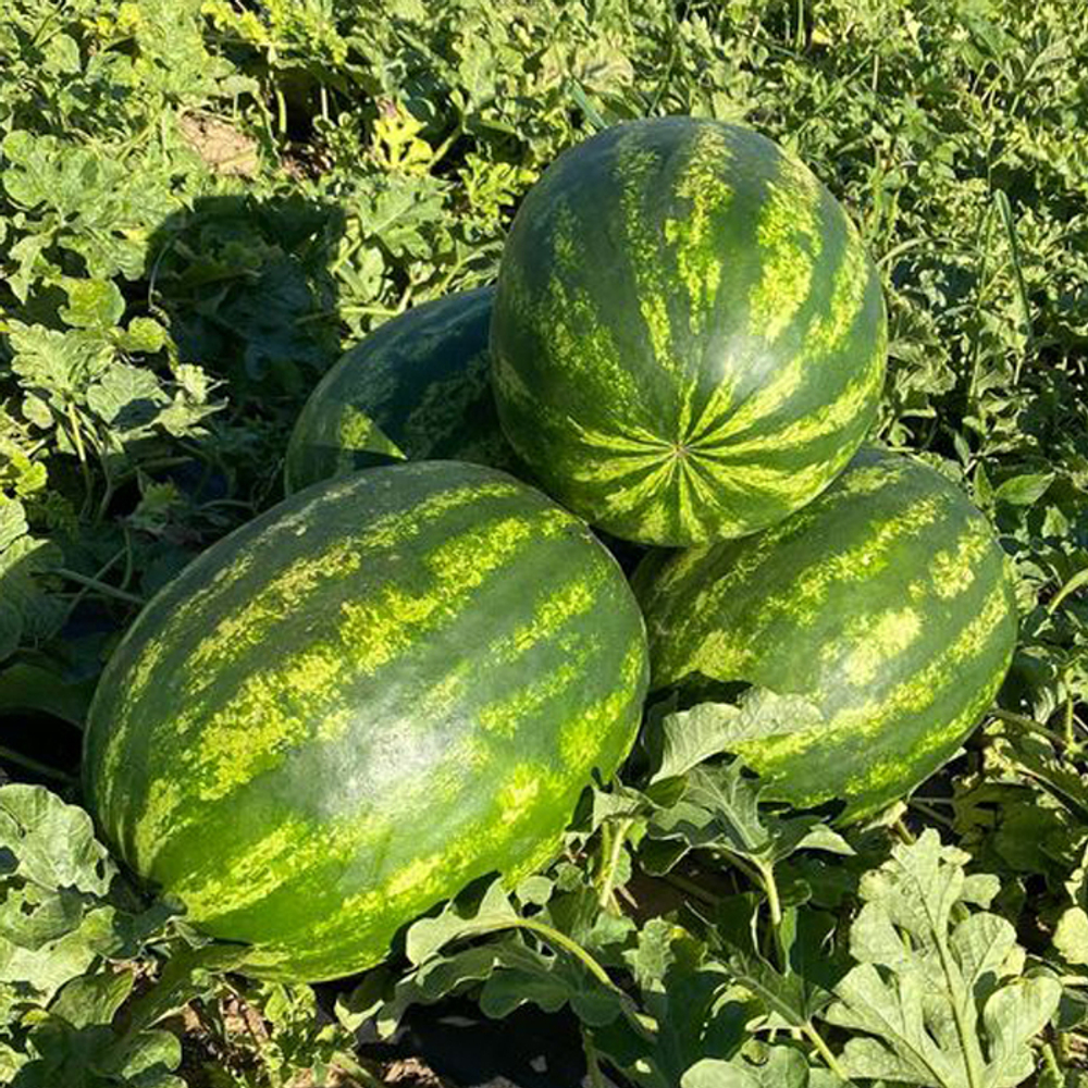 Каристан F1 семена арбуза (Syngenta / Сингента)