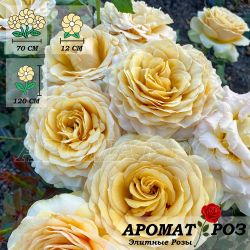 Голден Мустард (Golden Mustard)