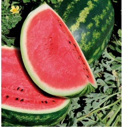 Скиф F1 семена арбуза (Sakata / Саката)