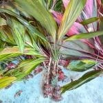 Кордилина PINK SPLASH