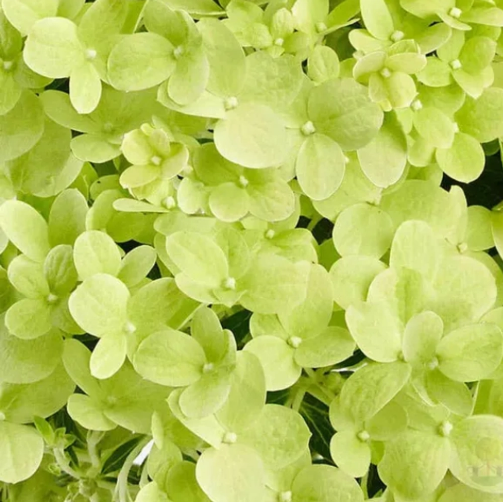Гортензия метельчатая Пандора (Hydrangea paniculata Pandora)