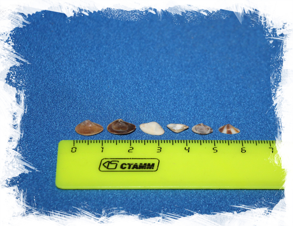 Коричневый Донакс ракушки