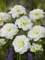 Георгин декоративный Кантарино