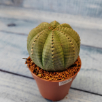 Euphoria Obesa (Эуфорбия)