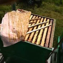 Мед Акациевый / 650 гр