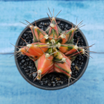 Gymnocalycium Variegata (Гимнокалициум Вариегатный)