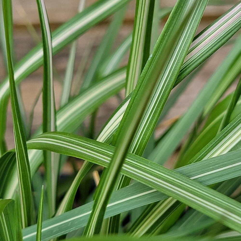 Вейник остроцветковый "Avalanche". Calamagrostis acutiflora "Avalanche".