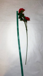 пионовидные розы, красные