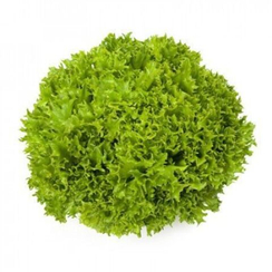 ЭКЗАКТ семена салата саланова (Rijk Zwaan | Alexagro)