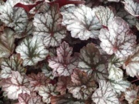 Гейхера Glitter (Глиттер)