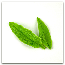 Листья окопника малые