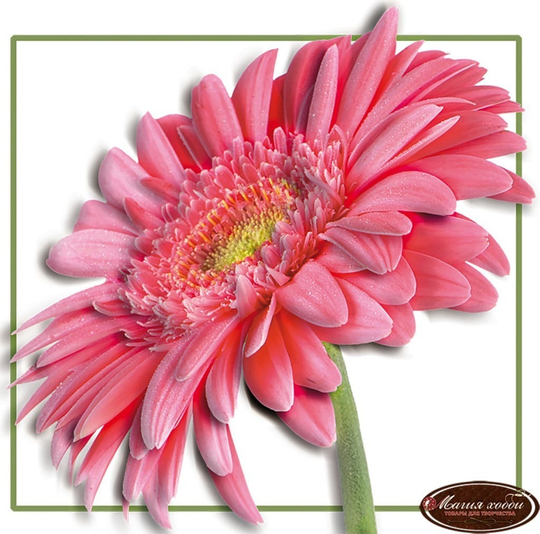 Папертоль МРТ0005 "Гербера" часть 1, 40*40см.