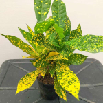 Кротон BAI KANOON